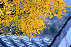 门前种什么树风水最好 桂花树可以带来好运吗